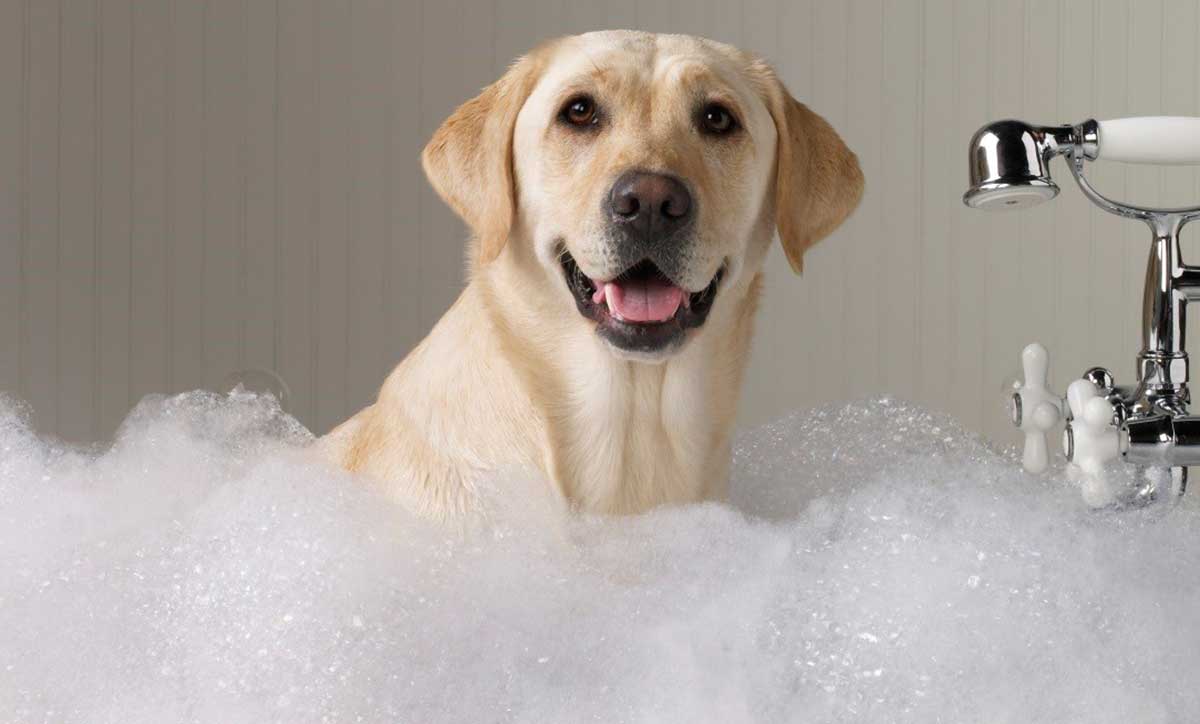 Washing Dogs Berwick Springs Veterinary Hospital